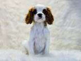 Cavalier King Charles Spaniel Puppy for sale in Lake City, MI, USA