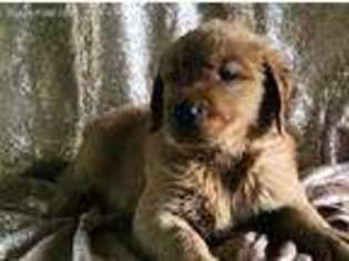 Golden Retriever Puppy for sale in Texas City, TX, USA