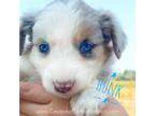 Miniature Australian Shepherd Puppy for sale in Lovell, WY, USA