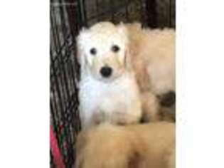 Goldendoodle Puppy for sale in Nampa, ID, USA