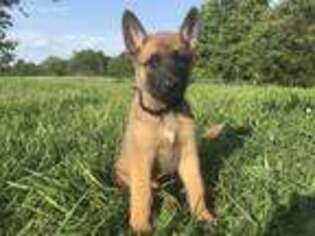 Belgian Malinois Puppy for sale in West Plains, MO, USA
