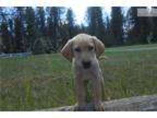 Labrador Retriever Puppy for sale in Spokane, WA, USA