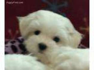 Maltese Puppy for sale in La Puente, CA, USA