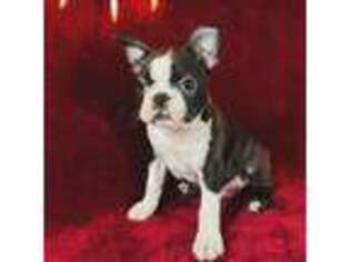 Boston Terrier Puppy for sale in Turlock, CA, USA