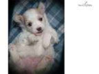 Maltipom Puppy for sale in Springfield, MO, USA