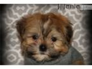 Havanese Puppy for sale in Fayetteville, AR, USA