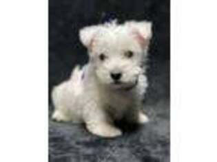 West Highland White Terrier Puppy for sale in Buffalo, MO, USA