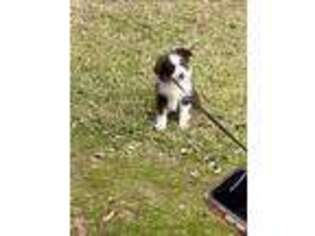 Miniature Australian Shepherd Puppy for sale in Jonesboro, GA, USA