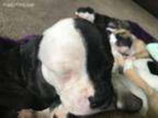 American Bulldog Puppy for sale in Coopersburg, PA, USA