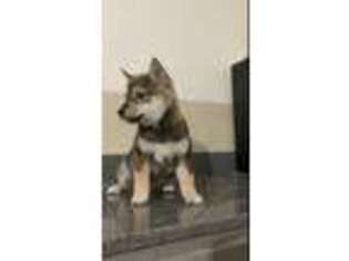 Shiba Inu Puppy for sale in La Jara, CO, USA