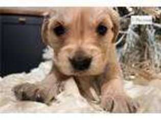 Golden Retriever Puppy for sale in Fort Smith, AR, USA