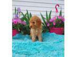 Goldendoodle Puppy for sale in Pittsford, MI, USA