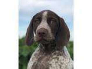 German Shorthaired Pointer Puppy for sale in Star, ID, USA