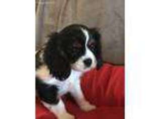 Cavalier King Charles Spaniel Puppy for sale in Portland, OR, USA