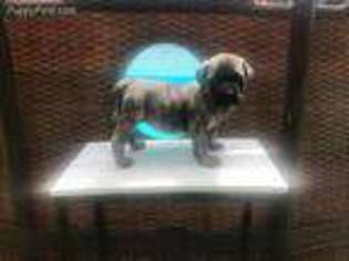 Mastiff Puppy for sale in Corsicana, TX, USA