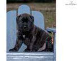 Bullmastiff Puppy for sale in Montgomery, AL, USA