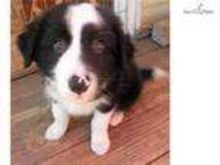 Border Collie Puppy for sale in San Diego, CA, USA