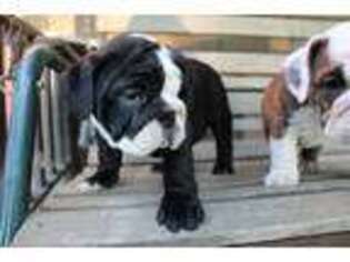 Bulldog Puppy for sale in Balaton, MN, USA