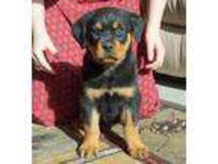 Rottweiler Puppy for sale in Riverside, CA, USA