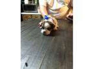 Olde English Bulldogge Puppy for sale in Waynesboro, MS, USA
