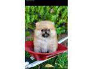 Pomeranian Puppy for sale in Hamilton City, CA, USA