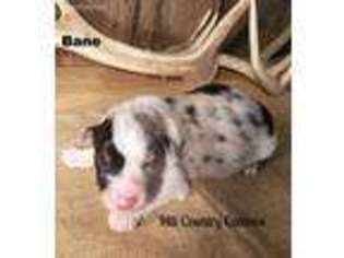 Australian Shepherd Puppy for sale in Mason, TX, USA
