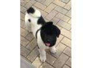 Akita Puppy for sale in Dade City, FL, USA
