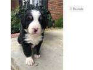 Bernese Mountain Dog Puppy for sale in Greenville, SC, USA