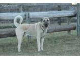 Anatolian Shepherd Puppy for sale in Chester, NY, USA