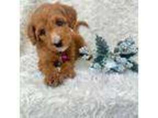 Goldendoodle Puppy for sale in Chico, CA, USA