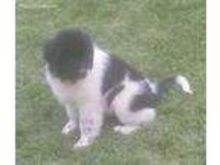 Newfoundland Puppy for sale in Morgantown, WV, USA