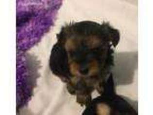 Yorkshire Terrier Puppy for sale in Cape Coral, FL, USA