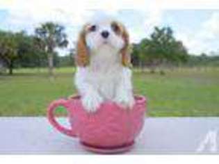 Cavalier King Charles Spaniel Puppy for sale in VENICE, FL, USA