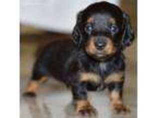 Dachshund Puppy for sale in Anderson, MO, USA