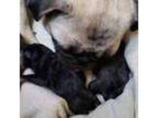 Pug Puppy for sale in Springfield, OR, USA