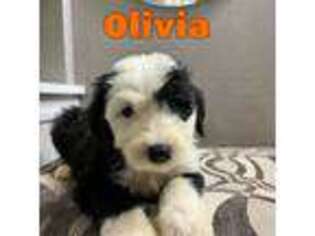 Old English Sheepdog Puppy for sale in Germantown, WI, USA