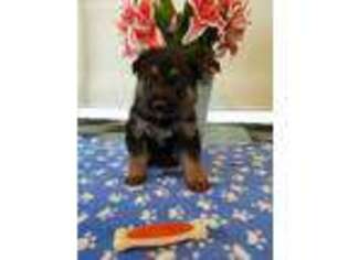 German Shepherd Dog Puppy for sale in Westminster, MD, USA