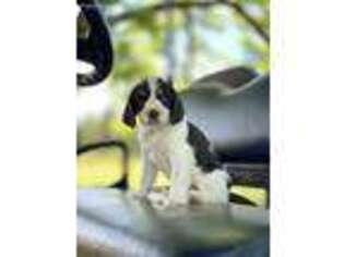 English Springer Spaniel Puppy for sale in Montezuma, GA, USA