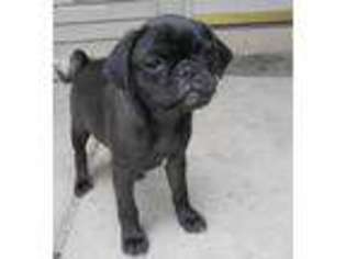 Pug Puppy for sale in Marshall, WI, USA
