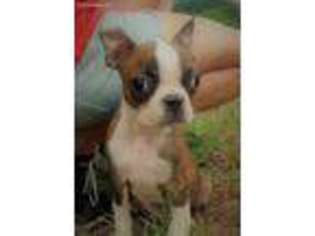 Boston Terrier Puppy for sale in NEW WAVERLY, TX, USA