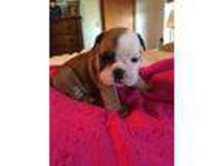 Bulldog Puppy for sale in Meeker, OK, USA