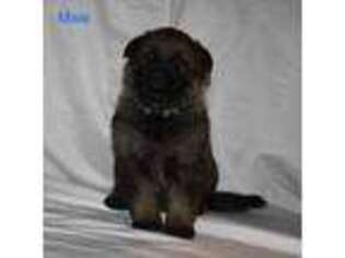 German Shepherd Dog Puppy for sale in Alpharetta, GA, USA