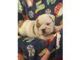 Bulldog Puppy for sale in Wytheville, VA, USA