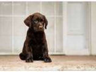 Labrador Retriever Puppy for sale in Waddell, AZ, USA