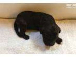 Portuguese Water Dog Puppy for sale in Buffalo, NY, USA