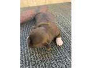 Mutt Puppy for sale in Buda, TX, USA