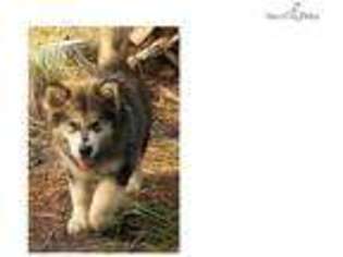 Alaskan Malamute Puppy for sale in Fort Myers, FL, USA