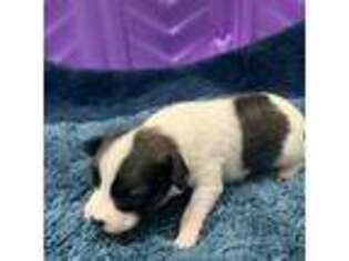 Papillon Puppy for sale in Tiskilwa, IL, USA
