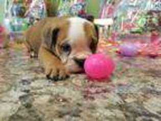Bulldog Puppy for sale in Lawrenceburg, KY, USA