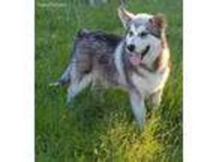 Alaskan Malamute Puppy for sale in Bushnell, IL, USA